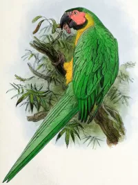 Puzzle Dominican macaw