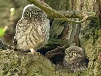Quebra-cabeça Brownies owls