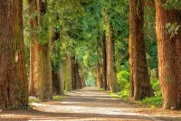 Jigsaw Puzzle Road in forest