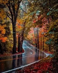 パズル The road in the autumn forest