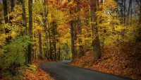 Jigsaw Puzzle Road in autumn forest