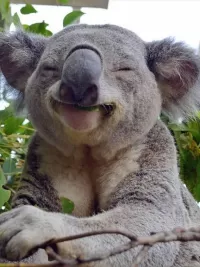 Пазл Довольная коала
