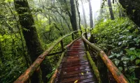 Quebra-cabeça Rain in the forest