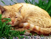 Zagadka Sleeping cat
