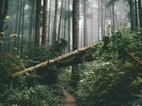 Rompecabezas Dense forest