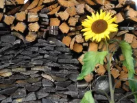 Jigsaw Puzzle Wood and sunflower