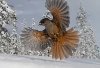 Zagadka The Snowbird
