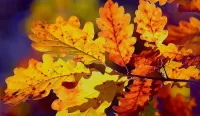 Zagadka Oak leaves