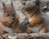 Quebra-cabeça Two squirrels