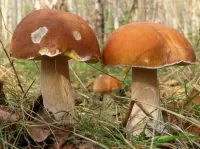 Jigsaw Puzzle two mushrooms