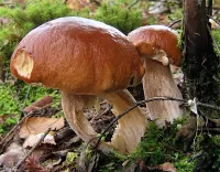 パズル two mushrooms