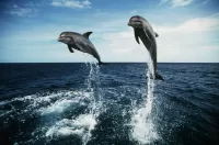 Пазл Два дельфина