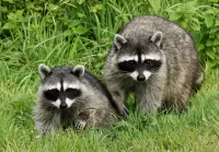Слагалица Two raccoons