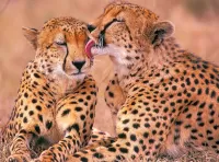 パズル Two cheetahs