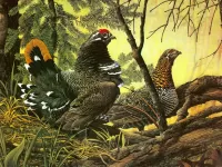 Rompecabezas Two wood grouse