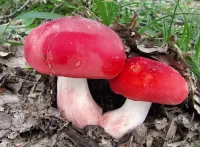 Слагалица Two mushroom