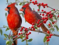 Jigsaw Puzzle Two of the cardinal