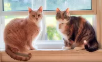 Zagadka Two cats