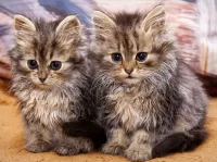 パズル Two kittens