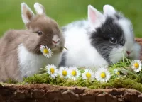 Quebra-cabeça Two rabbits