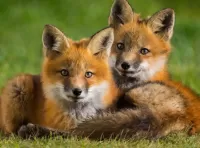 Quebra-cabeça Two fox cubs