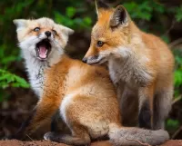 Bulmaca Two foxes