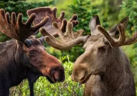 Quebra-cabeça Two moose
