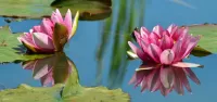 Jigsaw Puzzle Two lotuses