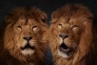 Quebra-cabeça Two lions