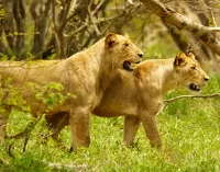 Zagadka Two lions