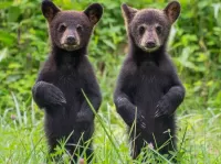 Пазл Два медвежонка