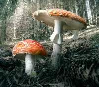 パズル Two mushroom
