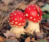 Слагалица Two mushroom
