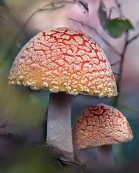 Quebra-cabeça Two fly agaric