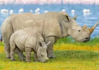 Пазл Два носорога
