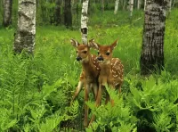 Zagadka Two deer