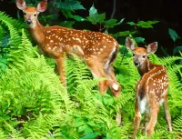 Jigsaw Puzzle Two deers