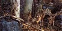 Jigsaw Puzzle Two deer