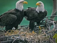 Jigsaw Puzzle two eagles