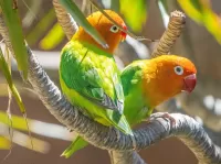 Zagadka Two parrots