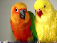 Пазл Два попугая