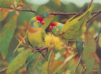 Puzzle Two parrots
