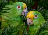 Quebra-cabeça Two parrots