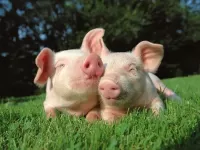 Quebra-cabeça Two little pigs