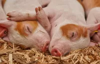 Bulmaca Two pigs