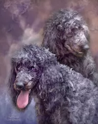 Bulmaca Two poodles