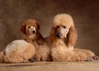 Jigsaw Puzzle Two poodles