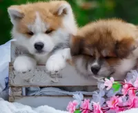 パズル two puppies