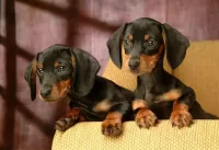 Bulmaca Two puppies