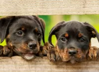 パズル Two puppies